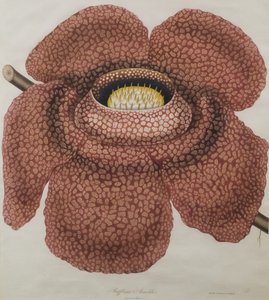 Kwiat Rafflesia arnoldii autorstwa Waldell