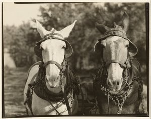[Dwa muły, hrabstwo Hale, Alabama].