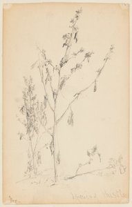 Studium ostu autorstwa Walter Clark