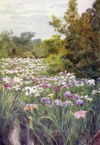 Irysa jest w Kitano, Ito autorstwa Walter Frederick Roofe Tyndale