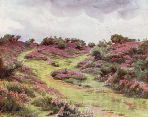 The New Forest: Bell Heather na Setley Plain (kolor lito) autorstwa Walter Frederick Roofe Tyndale