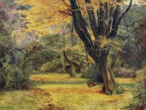 The New Forest: Maples, w pobliżu Queen
