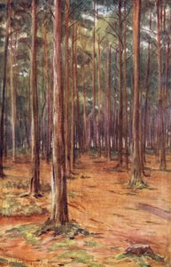 Wessex: Lasy sosnowe w pobliżu Bournemouth (kolorowa litografia) autorstwa Walter Frederick Roofe Tyndale