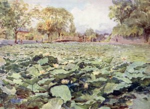 Biały Lotos, Fosa Zamkowa, Kofu autorstwa Walter Frederick Roofe Tyndale