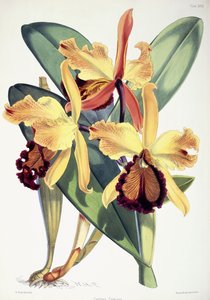 Cattleya Dowiana, ok. 1862-1877
