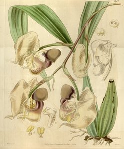 Coryanthes maculata autorstwa Walter Hood Fitch