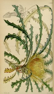 Magazyn botaniczny Curtisa - Talerz 4633 - Dryandra nobilis