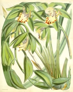 Cymbidium hookerianum autorstwa Walter Hood Fitch