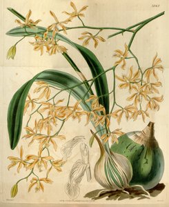 Encyklia candollei