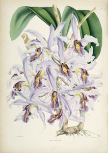 Ilustracja Schomburgkia superbiens (oryg. Laelia superbiens)