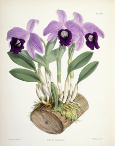 Laelia Dayana, ok. 1882-1897