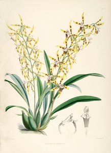 Odontoglossum lindleyanum autorstwa Walter Hood Fitch