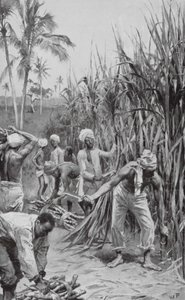 Trinidad Coolies przy pracy na polu trzciny cukrowej (litografia) autorstwa Walter Paget