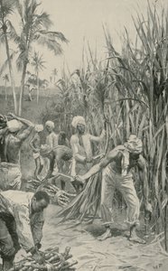 Trinidad Coolies w pracy na polu trzciny cukrowej autorstwa Walter Stanley Paget