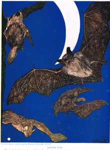 Brytyjskie nietoperze, ilustracja z „The New Natural History” Johna Arthura Thompsona (1861-1933), opublikowanej przez G.P. Synowie Putnama, 1926