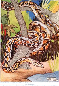 Pyton olbrzymi, ilustracja z "The New Natural History", autorstwa Johna Arthura Thompsona (1861-1933), opublikowana przez G.P. Putnam