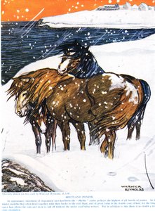 Kuce szetlandzkie, ilustracja z „The New Natural History” Johna Arthura Thompsona (1861-1933), wydanej przez G.P. Synowie Putnama, 1926