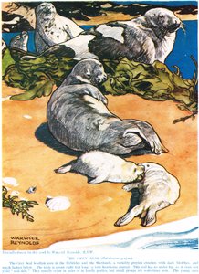 Foka szara, ilustracja z "The New Natural History", autorstwa Johna Arthura Thompsona (1861-1933), opublikowana przez G.P. Putnam
