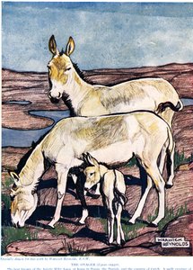 Onager z „Nowej historii naturalnej” Johna Arthura Thompsona (1861-1933), wydanej przez G.P. Synowie Putnama, 1926
