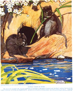 Water Voles at Home, ilustracja z „The New Natural History” Johna Arthura Thompsona (1861-1933), wydanej przez G.P. Synowie Putnama, 1926