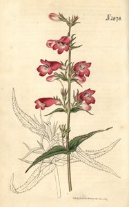 Penstemon campanulatus, Blume