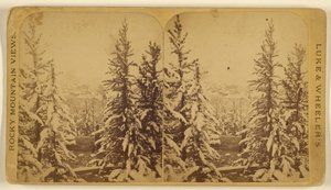 [Drzewa ze śniegiem, Leadville, Kolorado] autorstwa Wellington O. Luke and Dansford Noble Wheeler