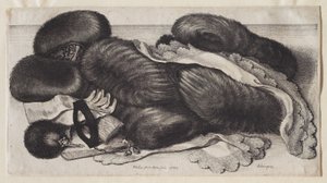  autorstwa Wenceslaus Hollar