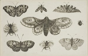 Ćma, motyle i pszczoły autorstwa Wenceslaus Hollar