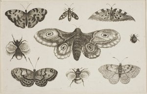 Ćma, motyle i pszczoły autorstwa Wenceslaus Hollar