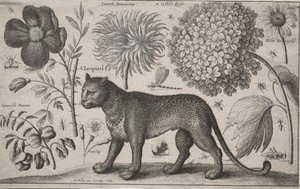 Zwierzęta i rośliny: lampart z roślinami i owadami, 1662. autorstwa Wenceslaus Hollar