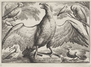Orzeł Różne ptaki (tytuł serii) autorstwa Wenceslaus Hollar