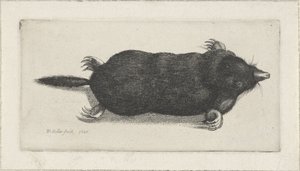 martwy kret autorstwa Wenceslaus Hollar