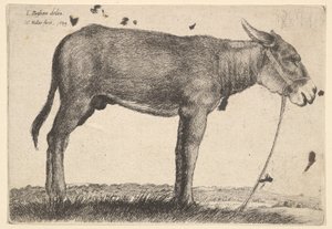Osioł, 1649. autorstwa Wenceslaus Hollar