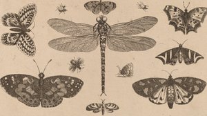 Ważka, biedronki i motyle. autorstwa Wenceslaus Hollar
