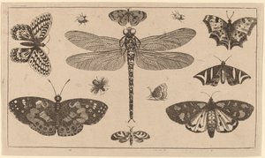 Ważka, biedronki i motyle autorstwa Wenceslaus Hollar