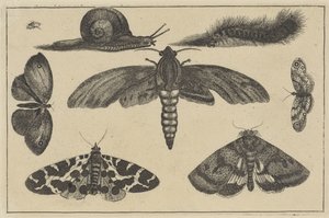 Trzy ćmy, motyle, chrząszcz, ślimak i gąsienica Różne owady (tytuł serii) Diversae Insectorum (tytuł serii) autorstwa Wenceslaus Hollar