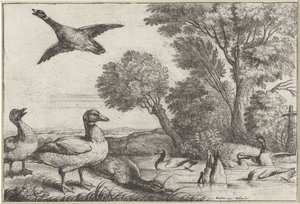 kaczki Gatunki Diversae avium (tytuł serii) Różne ptaki (tytuł serii) autorstwa Wenceslaus Hollar