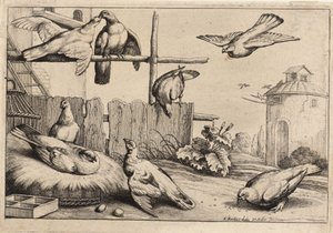Osiem gołębi. Stan 1 autorstwa Wenceslaus Hollar
