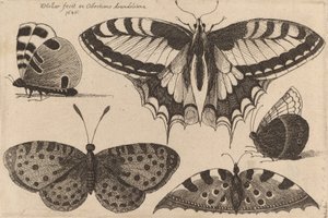 Pięć motyli, 1646. autorstwa Wenceslaus Hollar
