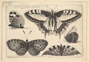 Pięć motyli, 1646. autorstwa Wenceslaus Hollar