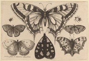 Pięć motyli, ćma, chrząszcz i pająk autorstwa Wenceslaus Hollar