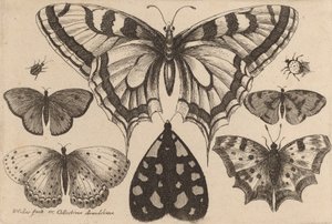 Pięć motyli, ćma i dwa chrząszcze, 1646. autorstwa Wenceslaus Hollar