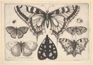 Pięć motyli, ćma i dwa chrząszcze, 1646. autorstwa Wenceslaus Hollar
