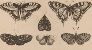 Pięć motyli i ćma. autorstwa Wenceslaus Hollar