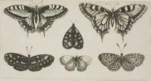 Pięć motyli i ćma autorstwa Wenceslaus Hollar