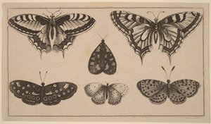 Pięć motyli i ćma autorstwa Wenceslaus Hollar