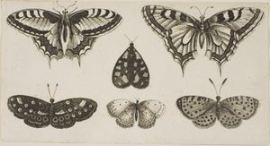 Pięć motyli i ćma autorstwa Wenceslaus Hollar