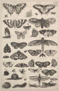 Czterdzieści jeden owadów, w tym ćmy i motyle, 1625-77. autorstwa Wenceslaus Hollar