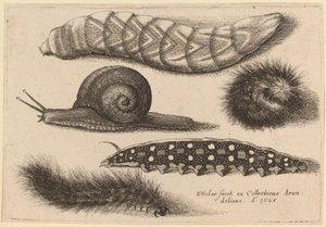 Cztery gąsienice i ślimak autorstwa Wenceslaus Hollar