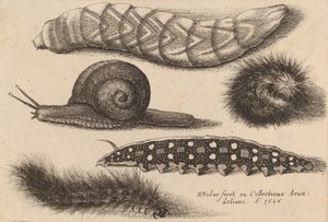 Cztery gąsienice i ślimak, 1646. autorstwa Wenceslaus Hollar